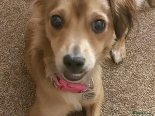 Mixed Breed dogs Kassi, a sweet small dog - Advert 1