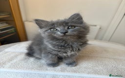 Mixed Breed cats for sale: Gorgeous girl for sale - Image 2