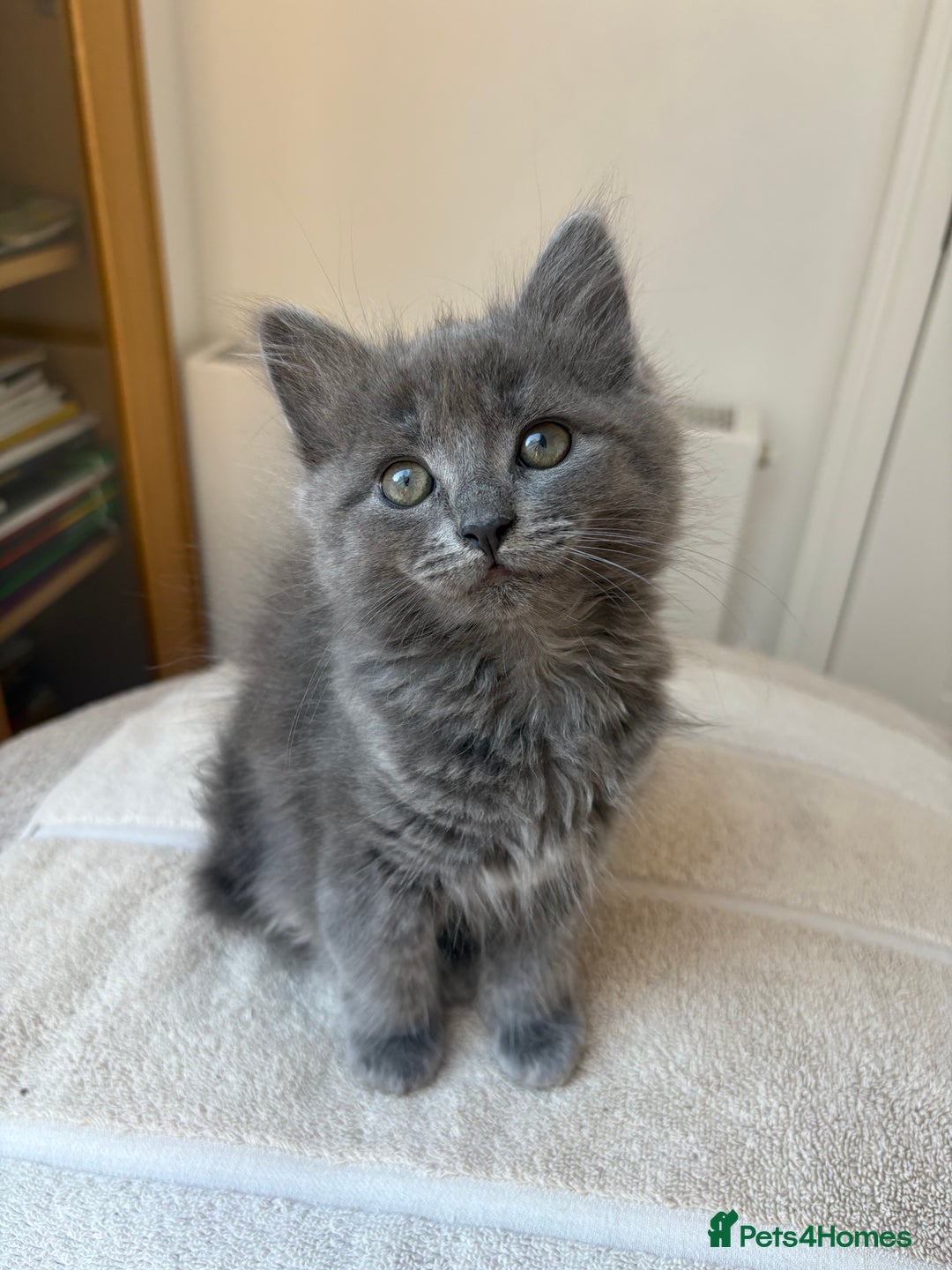 Mixed Breed cats for sale: Gorgeous girl for sale - Image 2