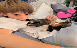 Tan rabbits for sale: Beautiful baby GUINEA PIGS - Image 7