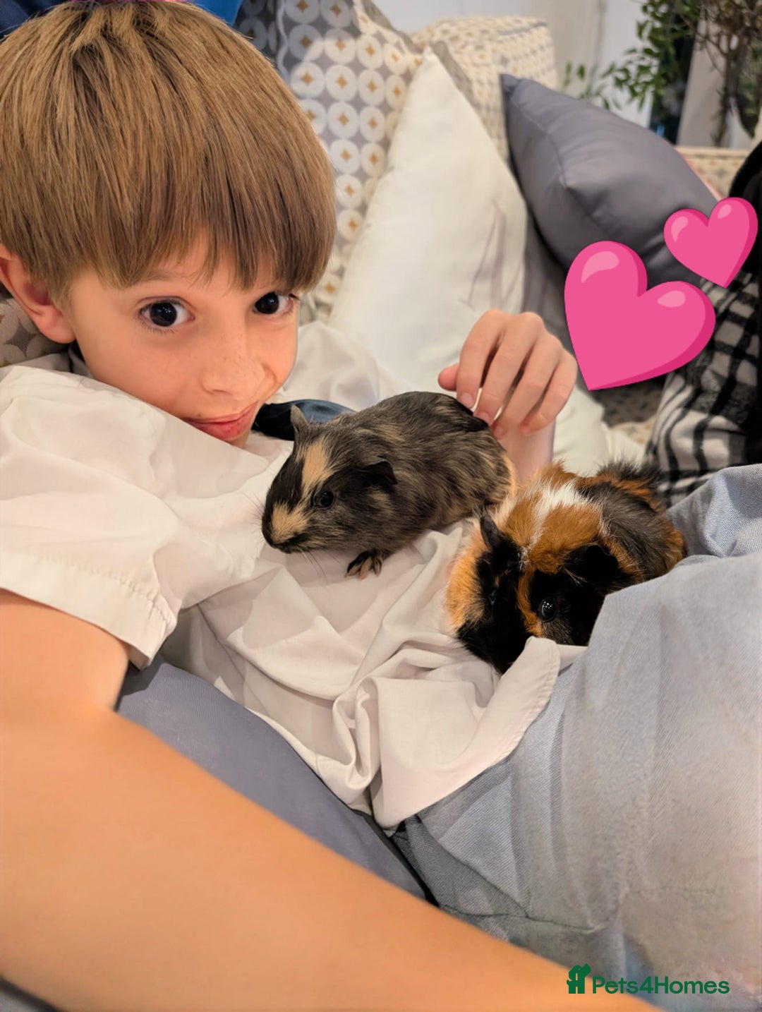 Tan rabbits for sale: Beautiful baby GUINEA PIGS - Image 7