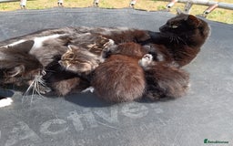 British Shorthair cats for sale:  Cute kittens for sale for £100 - Image 8