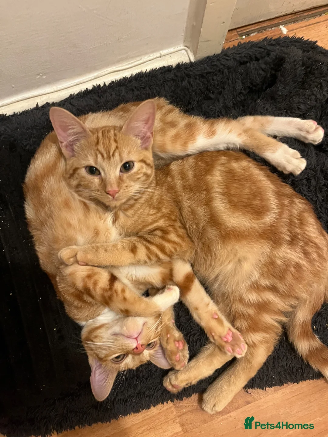 Mixed Breed cats for sale: 4 Beautiful Kittens Ready for Their Forever Homes! - Advert 2
