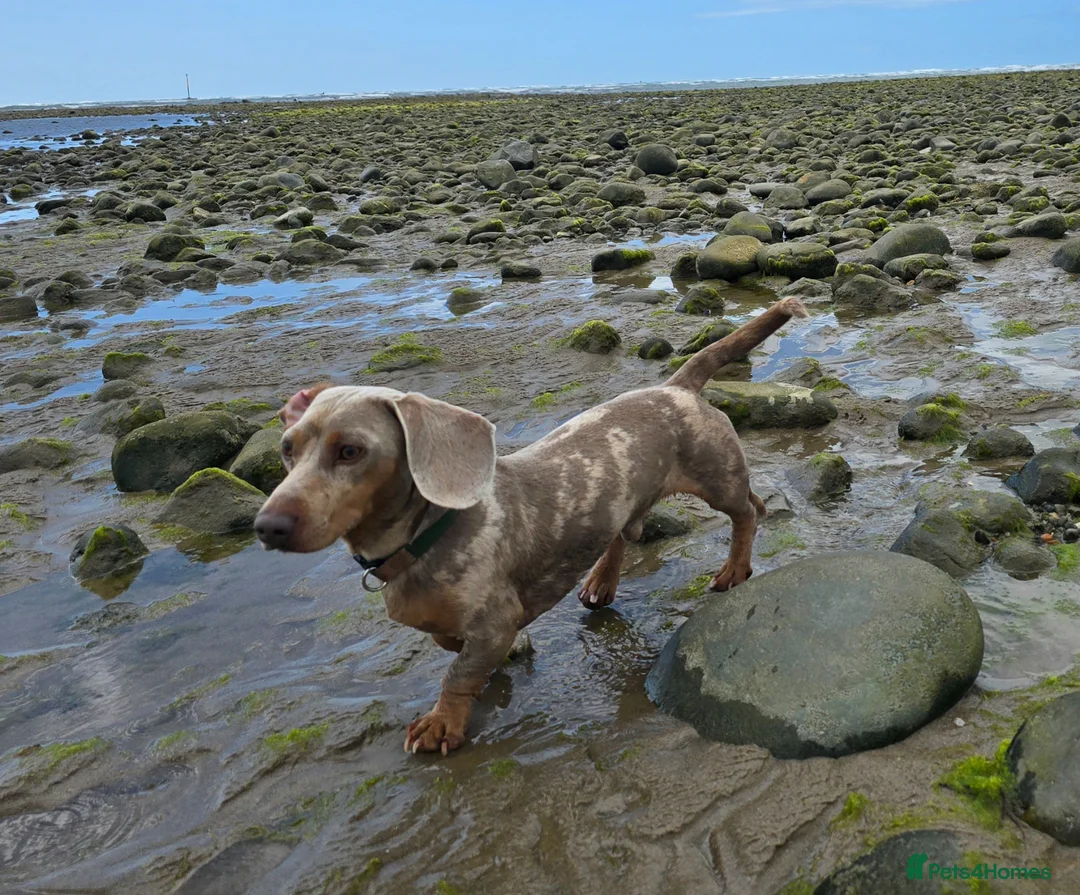 Dachshund dogs for stud: Dachshund Brother for Stud in Shrewsbury - Advert 2