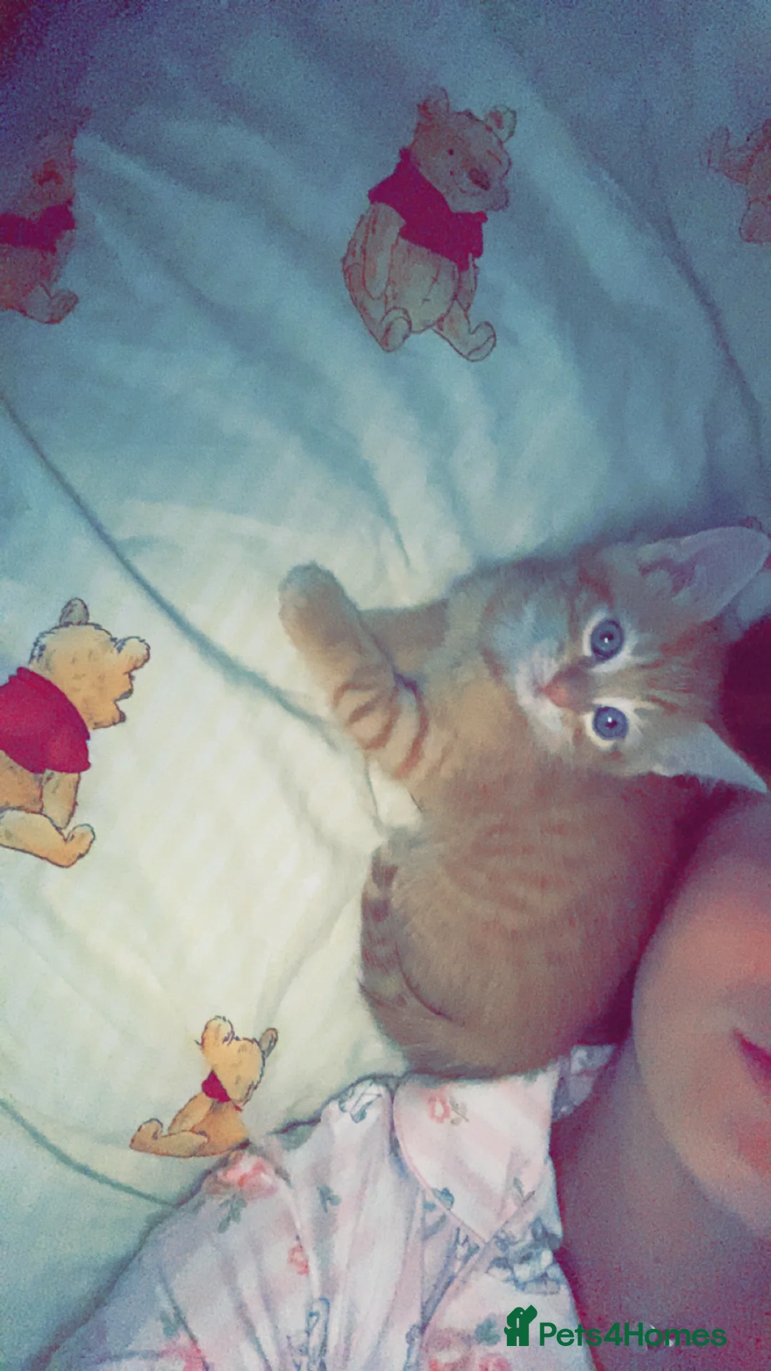 Mixed Breed cats for sale: Little kitten ready now  - Advert 2