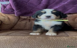 Bernese Mountain Dog dogs for sale: KC Reg Bernese Mountain Dog Puppies - Image 6