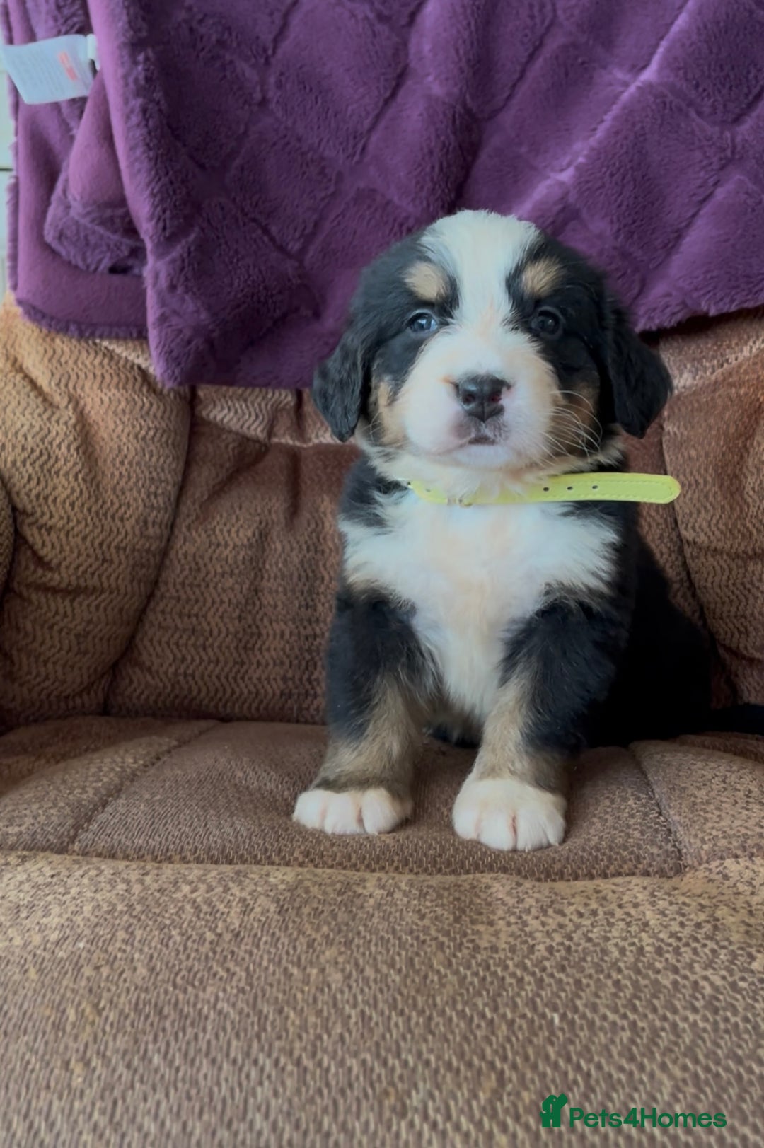 Bernese Mountain Dog dogs for sale: KC Reg Bernese Mountain Dog Puppies - Image 6
