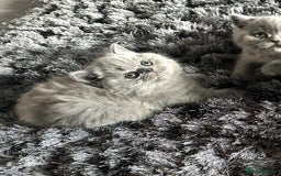 British Shorthair cats for sale: GCCF registered British longhairs and Shorthairs - Image 26