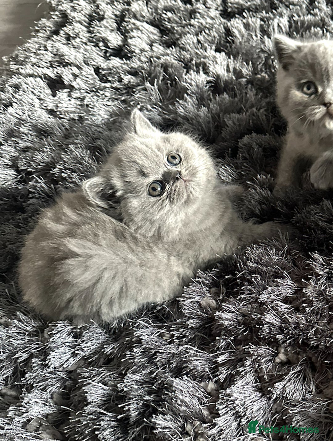 British Shorthair cats for sale: GCCF registered British longhairs and Shorthairs - Image 26