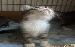 Mixed Breed cats for sale: MaineCoon x X British blue/Scottish fold  - Image 4