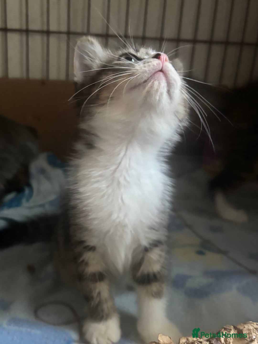 Mixed Breed cats for sale: MaineCoon x X British blue/Scottish fold  - Image 4