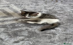 Domestic Shorthair cats for sale: 4 Domestic Shorthair Kittens - Image 7