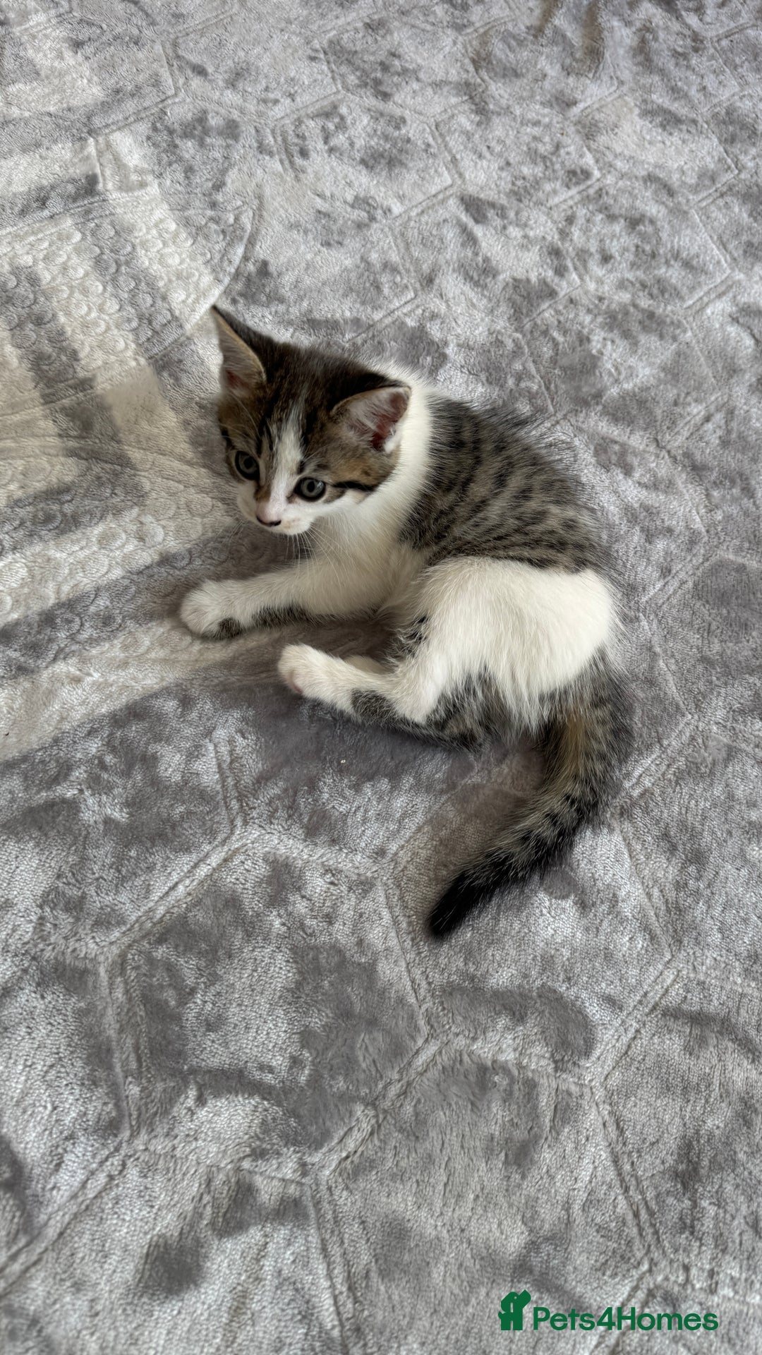 Domestic Shorthair cats for sale: 4 Domestic Shorthair Kittens - Image 7