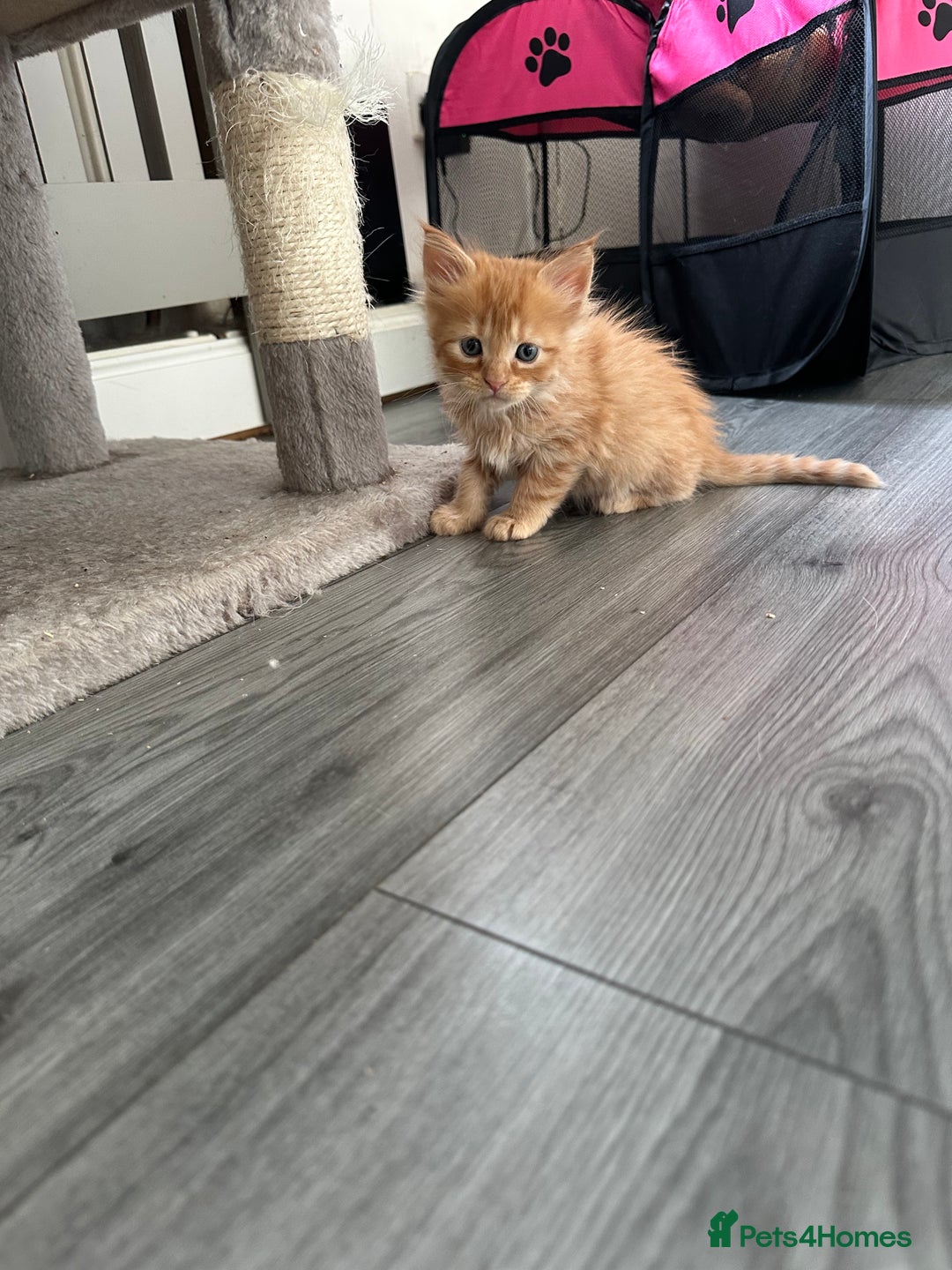 Maine Coon cats for sale: Maincoone kittens - Advert 10