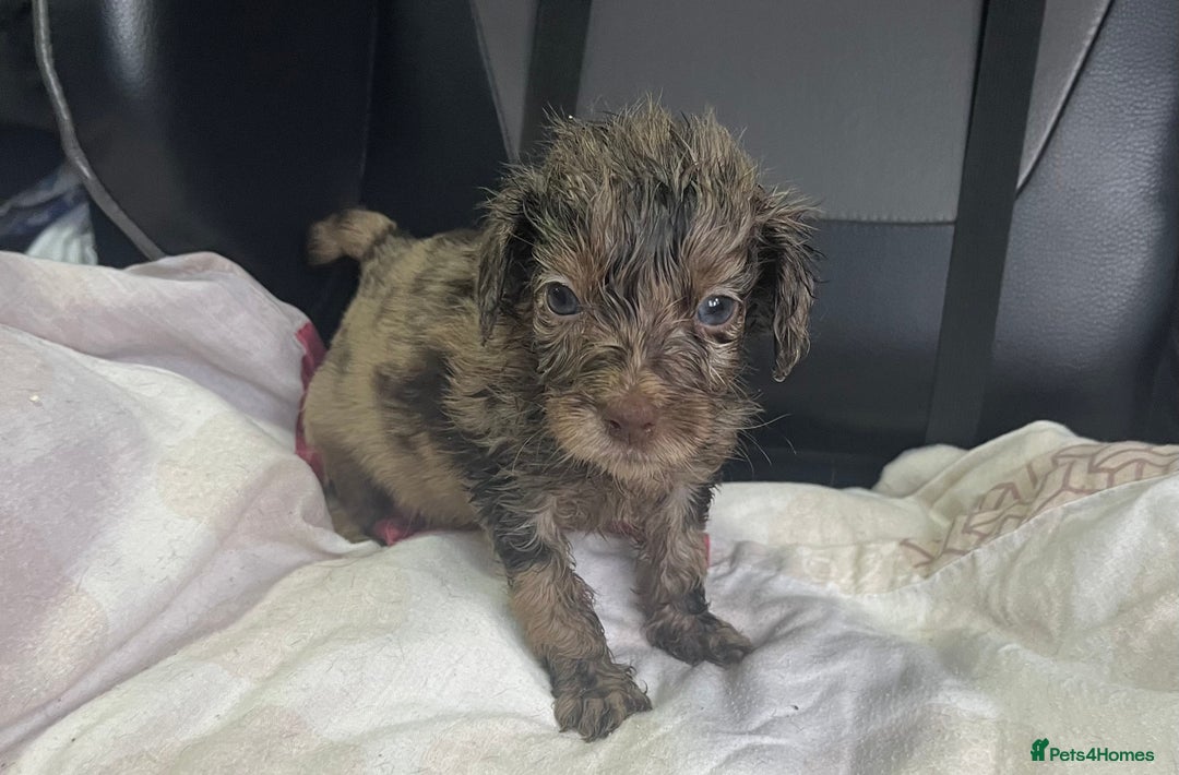 Cockapoo dogs for sale: GORGEOUS F1 MERLE COCKAPOOS HEALTH TESTED PARENTS - Image 12