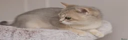 British Shorthair cats for sale: Golden Blue and Golden BSH kittens - Advert 27