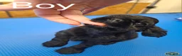 American Cocker Spaniel dogs for sale: American Cocker Spaniel puppies  - Advert 17
