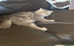Persian cats for sale: EXCEPTIONAL LITTER PERSIAN EXOTIC KITTENS - Image 19