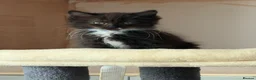 Ragcoon cats for sale: Male ragdoll cross maincoon - Advert 3