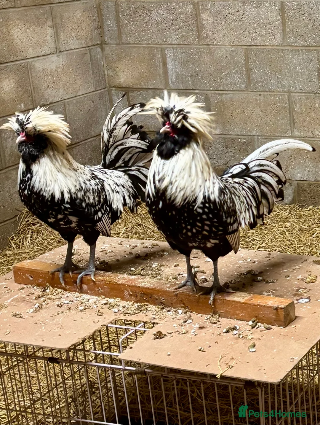 Chickens poultry for sale: Polish Bantam Cockerels x3  - Advert 5