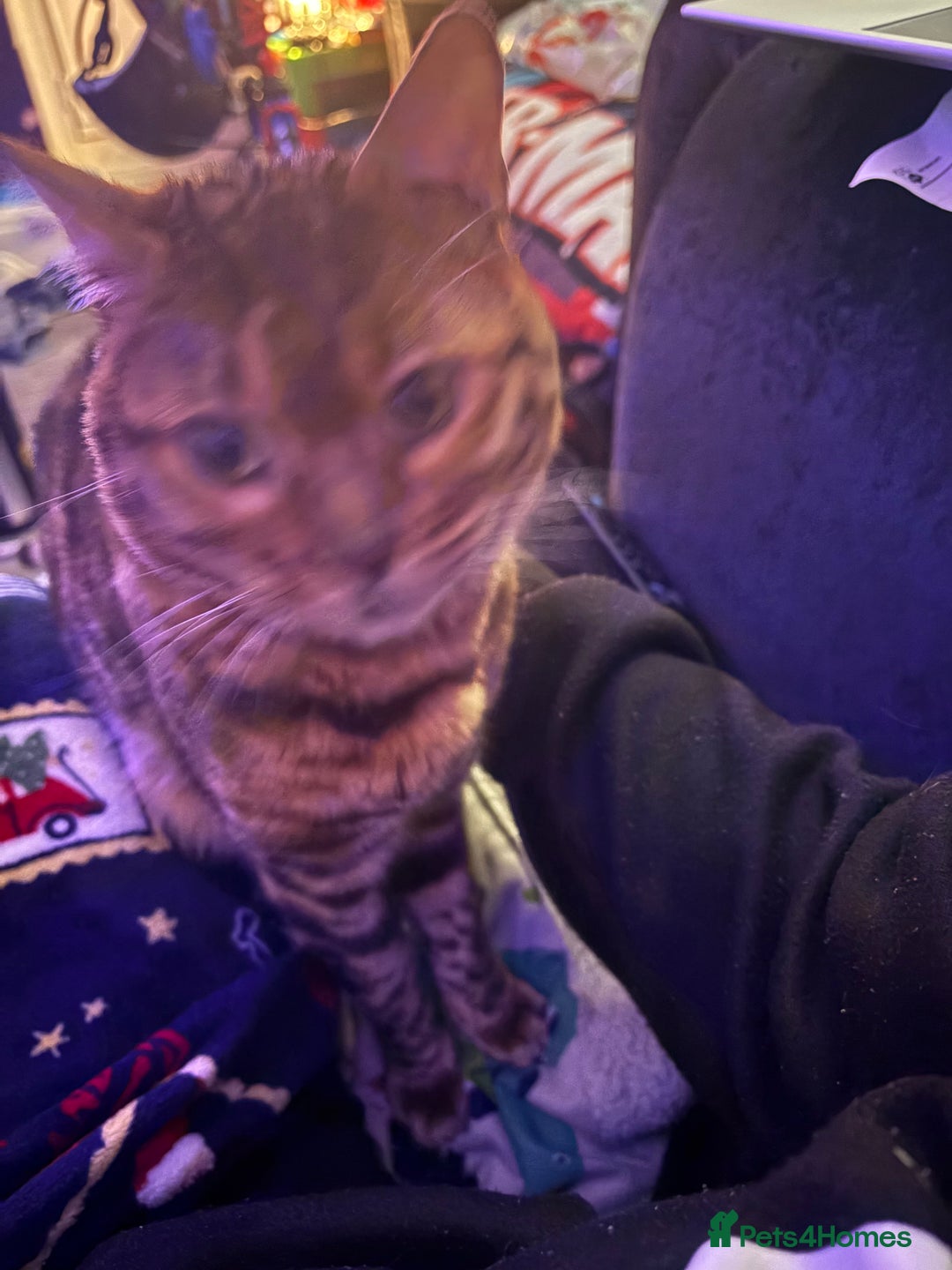 Bengal cats for sale: 2 Bengal brothers  - Advert 3