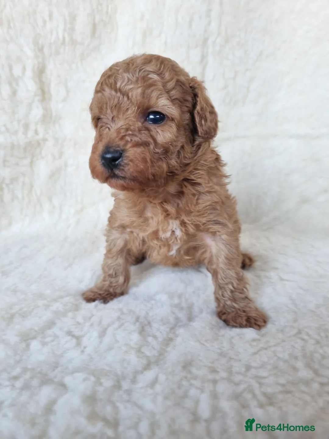Toy Poodle dogs for sale: 7 toy poodle pups  in Chelmsford - Advert 9