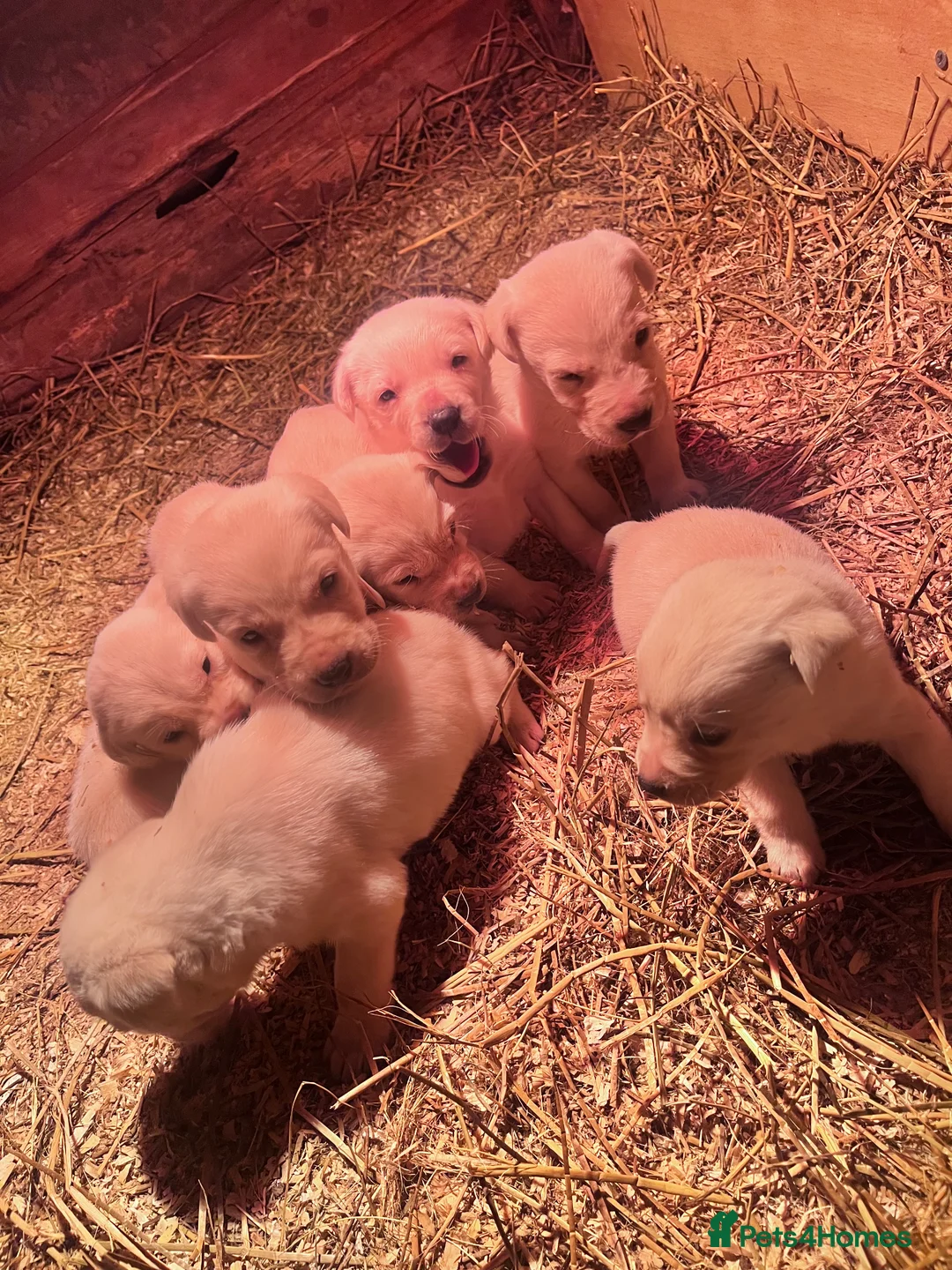 Labrador Retriever dogs for sale: Golden Labrador  - Advert 3