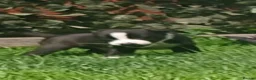 Border Collie dogs for sale: Beautiful collie pupa - Advert 20
