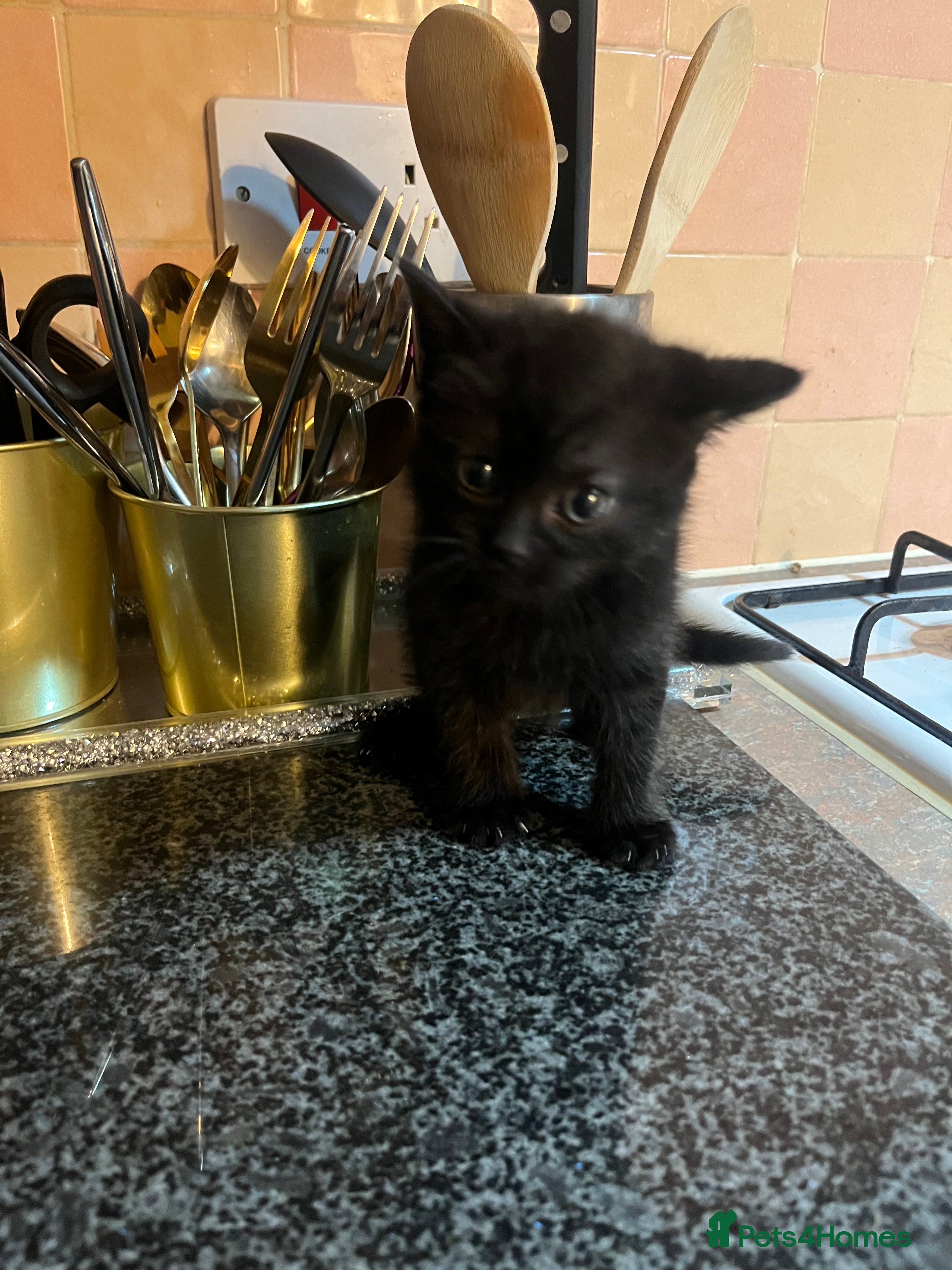 British Shorthair cats Black short hairs  - Advert 8