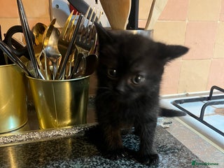 British Shorthair cats Black short hairs - Advert 14