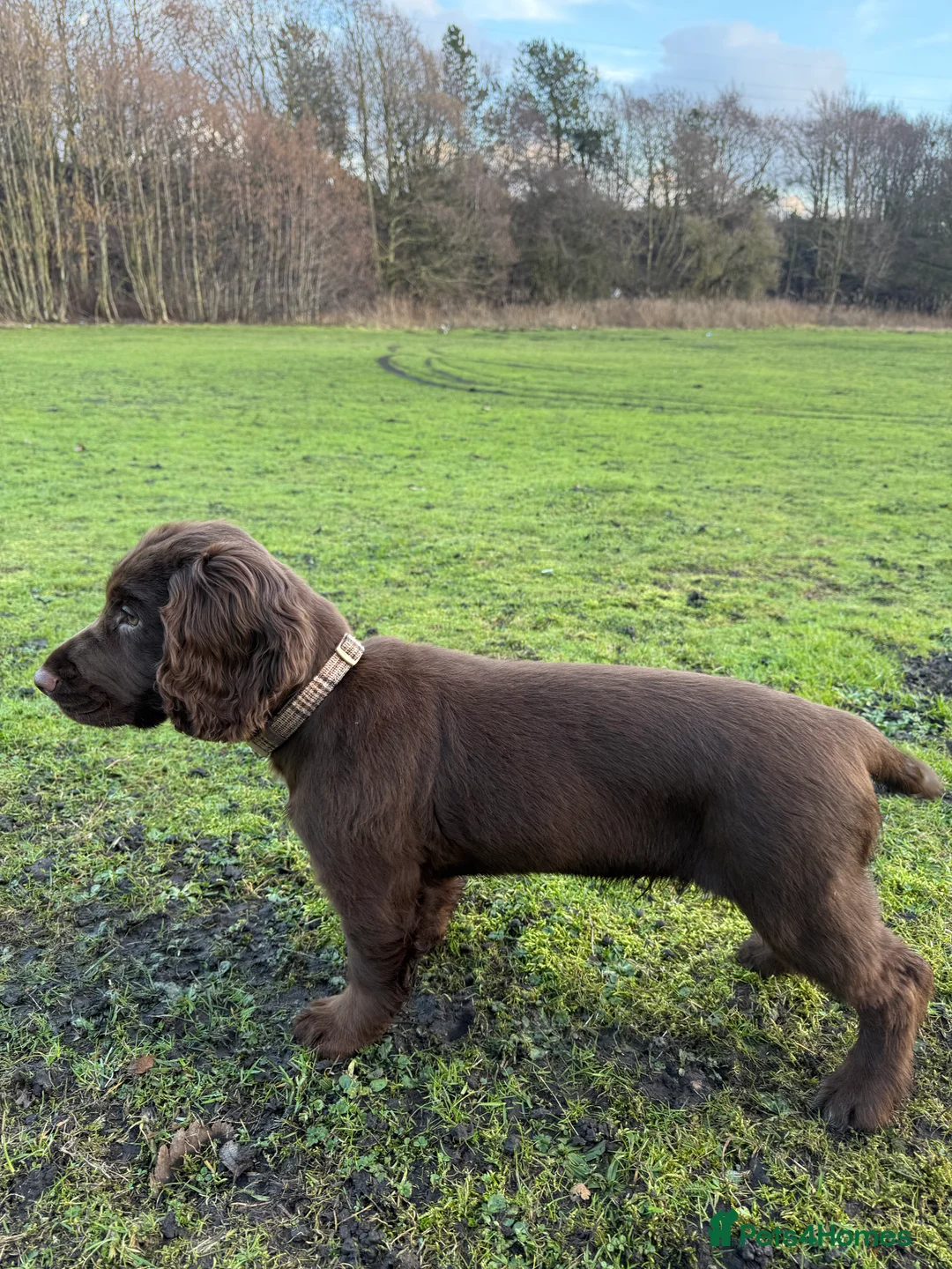 Cocker Spaniel dogs for sale: working cocker spaniel ‘Duke’ - Advert 1