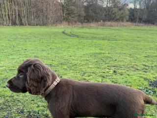 Cocker Spaniel dogs working cocker spaniel ‘Duke’ - Advert 15