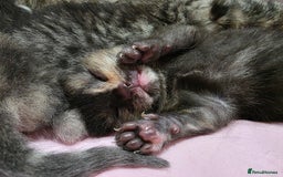 Ragdoll cats for sale: 4 female kittens  - Image 4