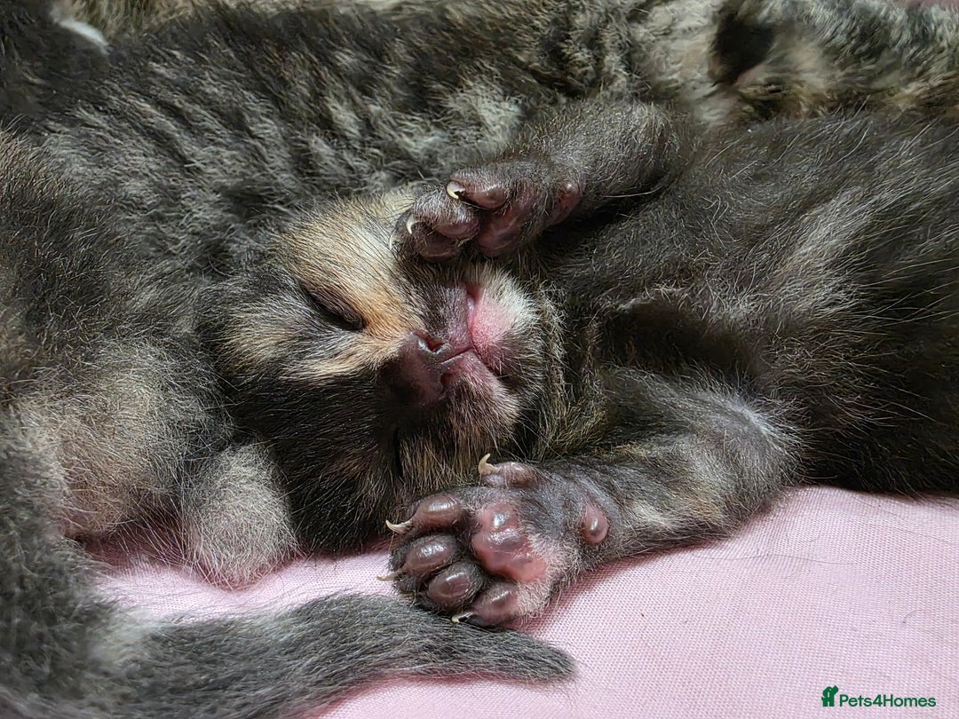 Ragdoll cats for sale: 4 female kittens  - Image 4