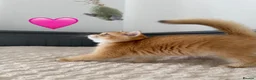 British Longhair cats for sale: Golden British BLH and BSH kittens  - Advert 9