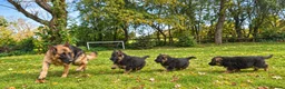 German Shepherd dogs for sale: World class German Shepherds - Advert 10