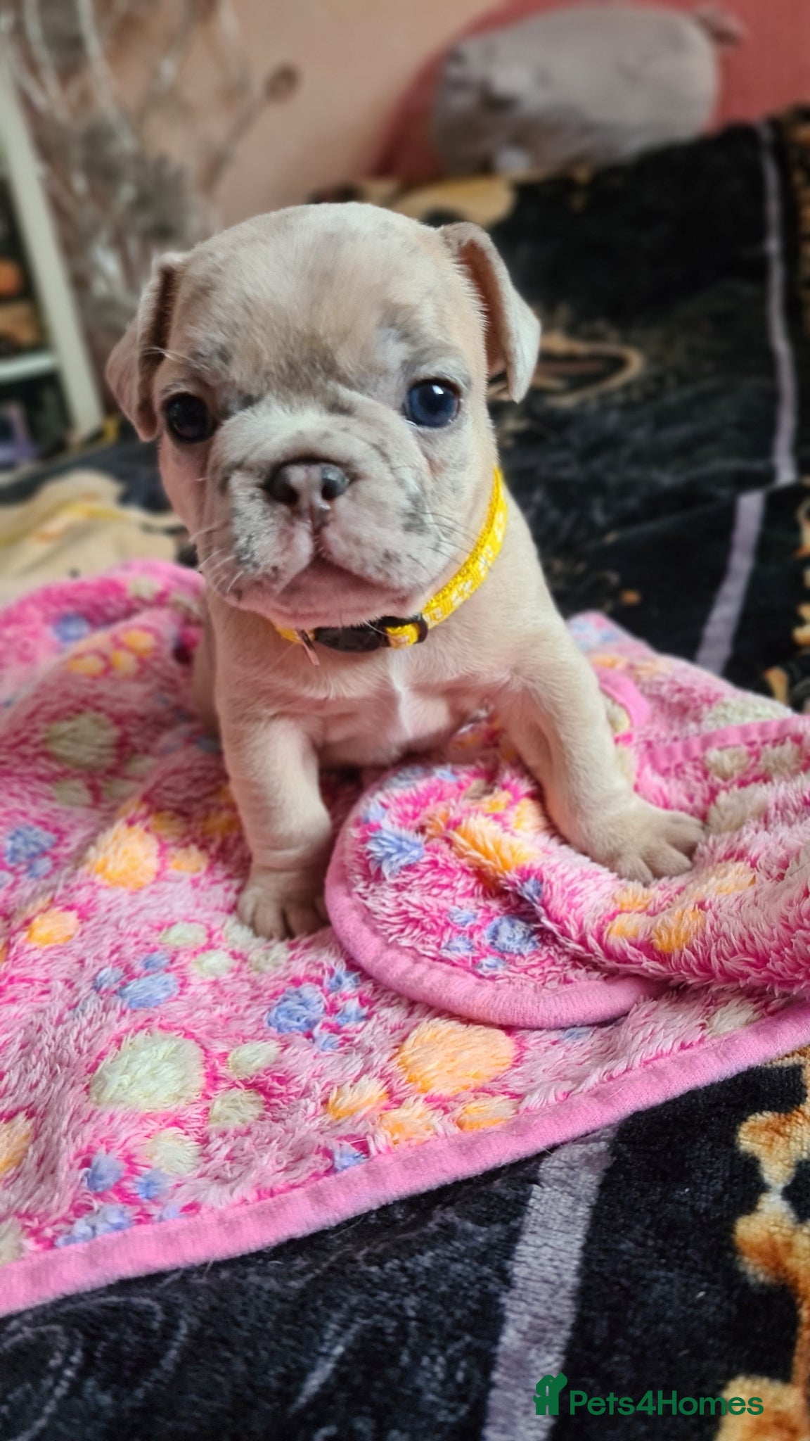 French Bulldog dogs for sale: French bulldog - Advert 10