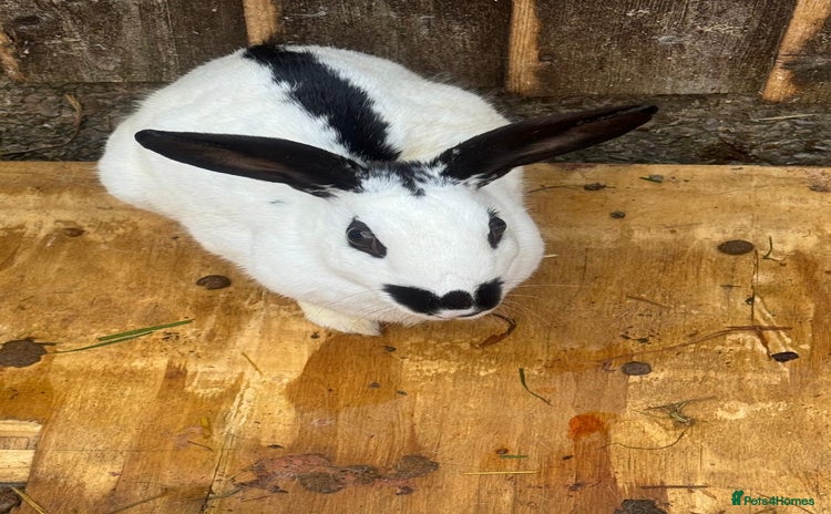 British Giant rabbits - Advert 1