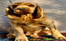 American Cocker Spaniel dogs for adoption: Ruby’s Story: Left Behind, Found Just in Time - Image 2