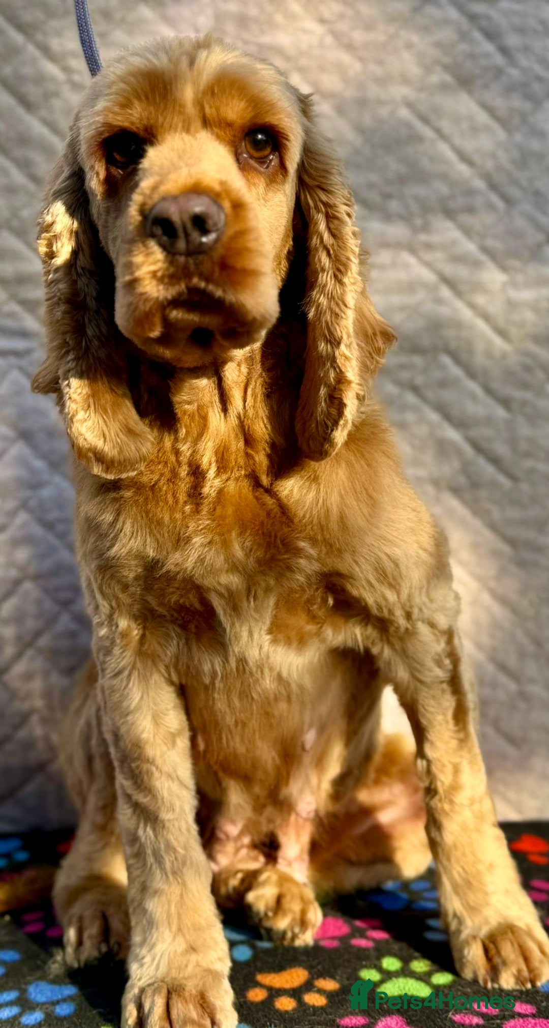 American Cocker Spaniel dogs for adoption: Ruby’s Story: Left Behind, Found Just in Time - Image 2