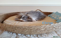 Mini Lop rabbits for sale: Fantastic mini lop babies forsale  - Image 5