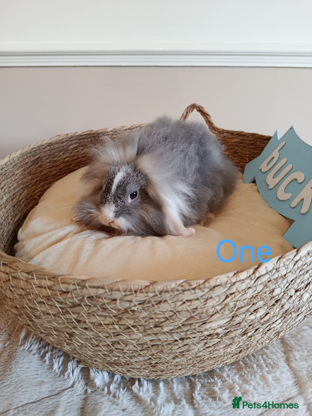 Mini Lop rabbits for sale: Fantastic mini lop babies forsale  - Image 5