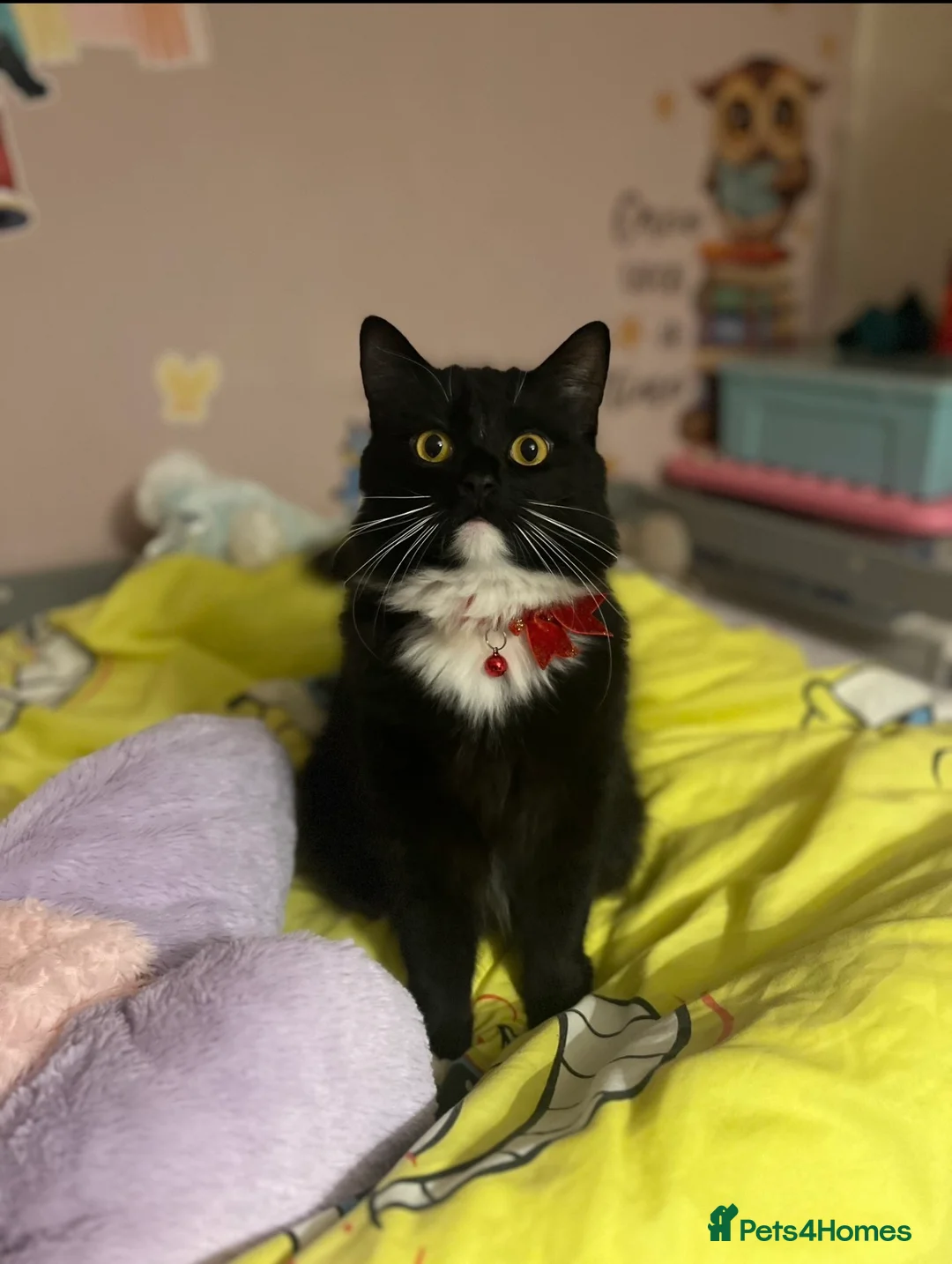 British Longhair cats for sale: bonded pair of british longhairs in Exeter - Advert 2