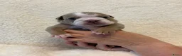 English Bulldog dogs for sale: English Bulldog puppies - Advert 23