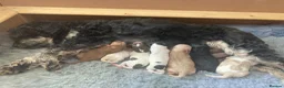 Cavapoo dogs for sale: F1B CAVAPOO PUPPIES - Advert 23