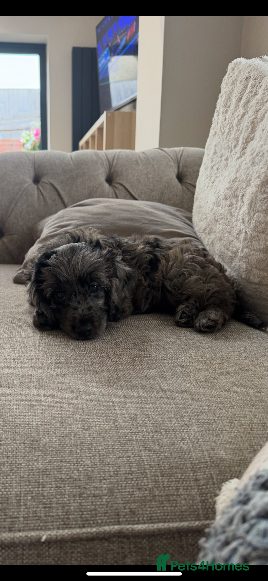 Cockapoo dogs for sale: Female F1 16 week old Cockapoo - Merle colouring  - Image 2