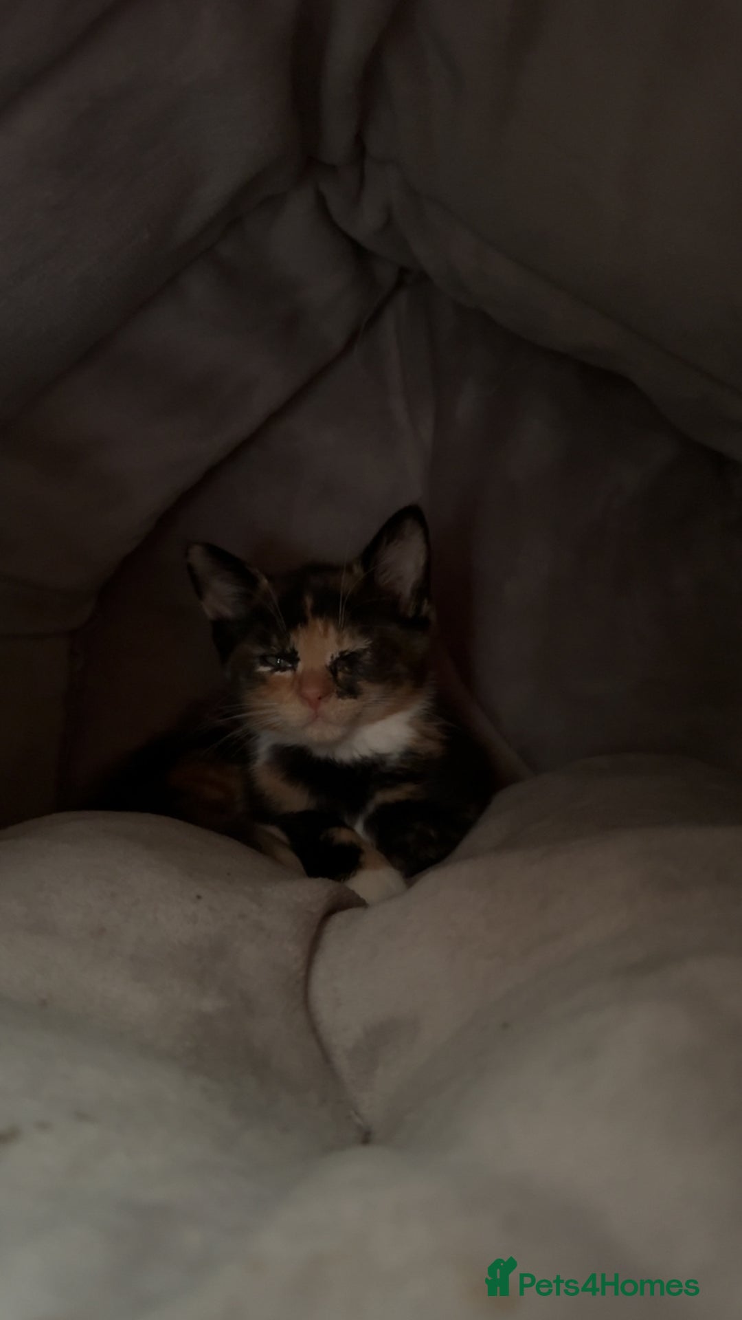 British Shorthair cats for sale: 2 female kittens - Image 3