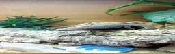 Lizard reptiles for sale: Egyptian uromastyx  - Advert 1