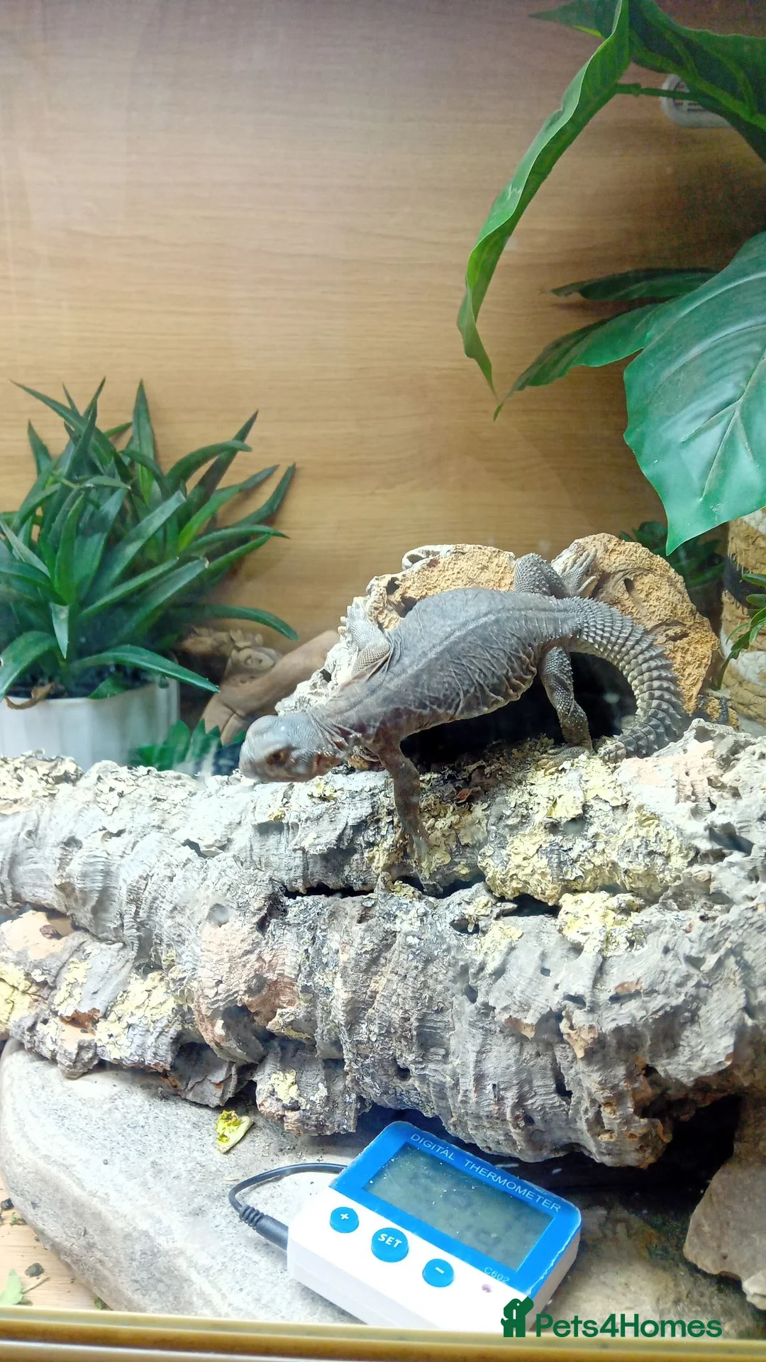 Lizard reptiles for sale: Egyptian uromastyx  - Advert 1