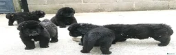 Newfoundland dogs for sale: Newfoundland puppies from Imp lines - Advert 5